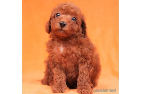 成約済の東京都のトイプードル-202084の1枚目